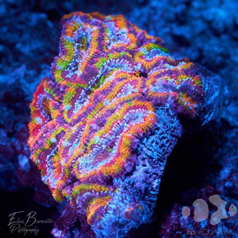Acanthastrea Master